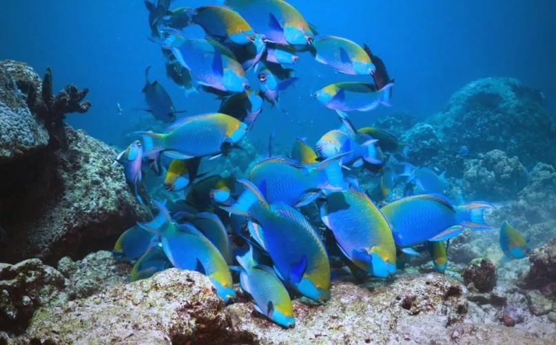 馬來西亞常見珊瑚礁魚類圖集【《馬來西亞常見珊瑚礁魚類圖集》】