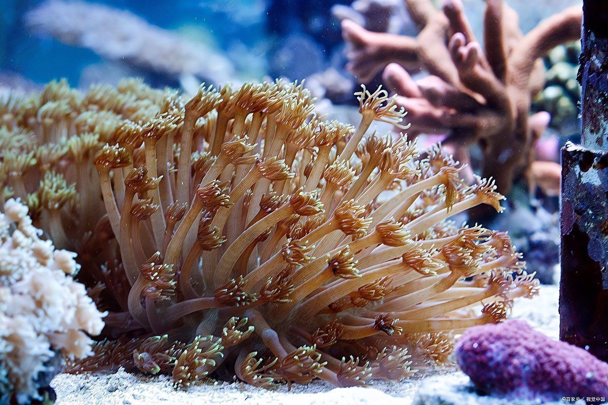 馬來西亞常見珊瑚礁魚類圖集【《馬來西亞常見珊瑚礁魚類圖集》】