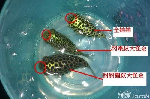 潛水艇魚毒性有多強【潛水艇魚毒性特征及安全防護】 潛水艇魚毒性有多強【潛水艇魚毒性特征及安全防護】 龍魚論壇 第1張