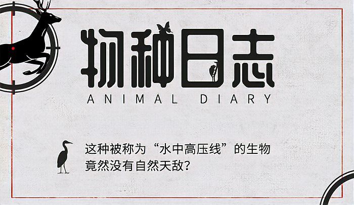 電鰻的天敵