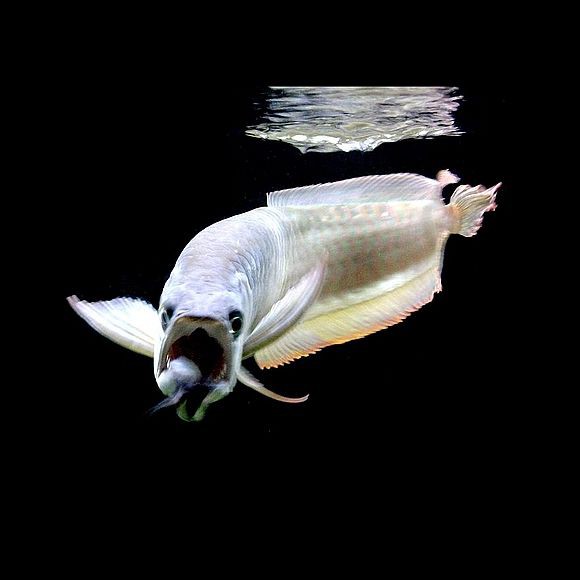 巨型龍魚能長多大【世界上最大的巨型龍魚排名心靈墨者鋒堪比藍鯨知乎】