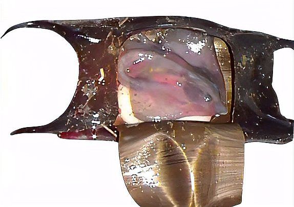 孔鰩魚圖片【探索海洋魚類的奧秘——以孔鰩為例】