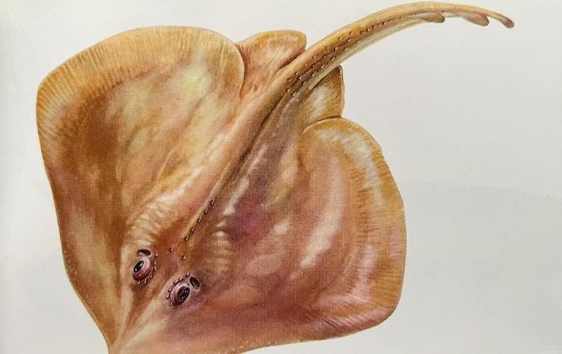 孔鰩魚圖片【探索海洋魚類的奧秘——以孔鰩為例】