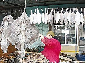 孔鰩魚圖片【探索海洋魚類的奧秘——以孔鰩為例】