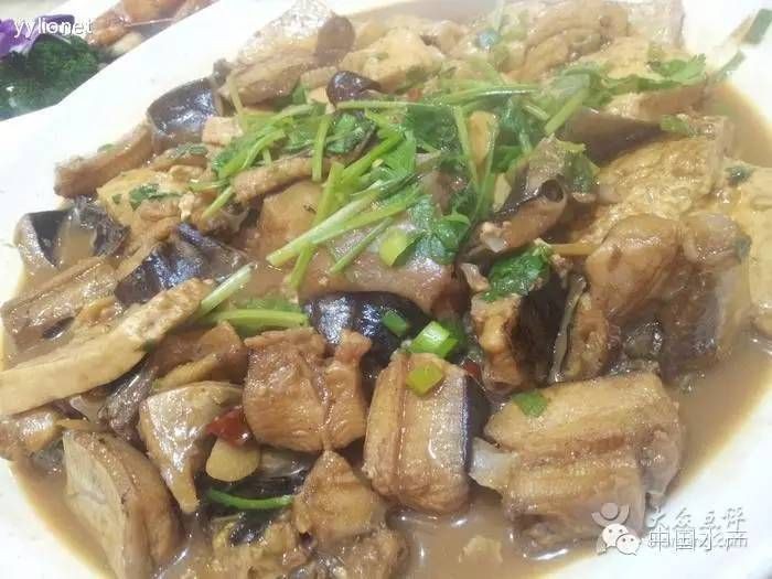 孔鰩魚圖片【探索海洋魚類的奧秘——以孔鰩為例】