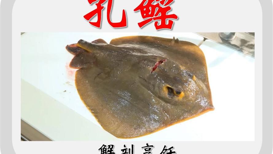 孔鰩魚圖片【探索海洋魚類的奧秘——以孔鰩為例】
