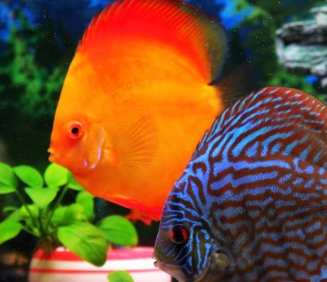 七彩神仙魚好養嗎,要注意哪些方面【七彩神仙魚的飼養技巧】