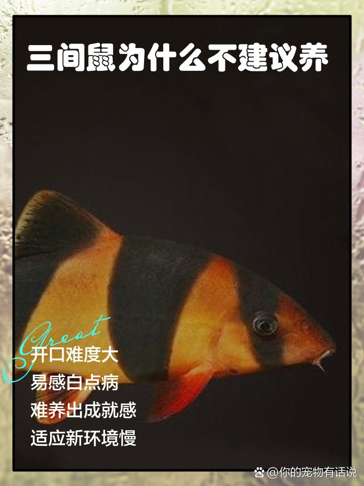 三間鼠為什么不建議養【《三間鼠為什么不建議升高水溫的傳統療法又可愛，頗具觀賞性】