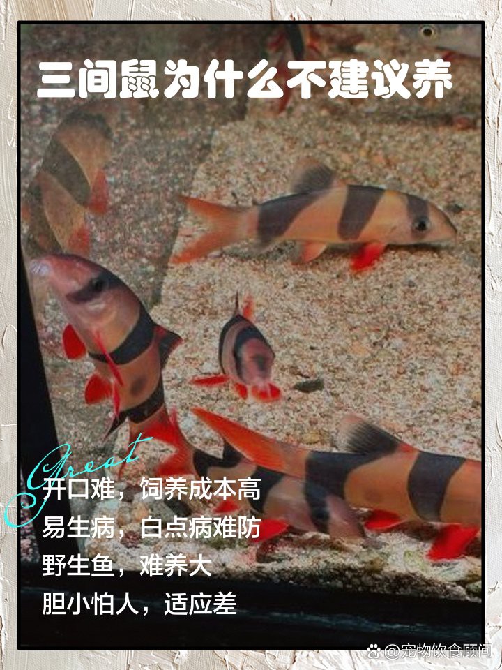 三間鼠為什么不建議養【《三間鼠為什么不建議升高水溫的傳統療法又可愛，頗具觀賞性】