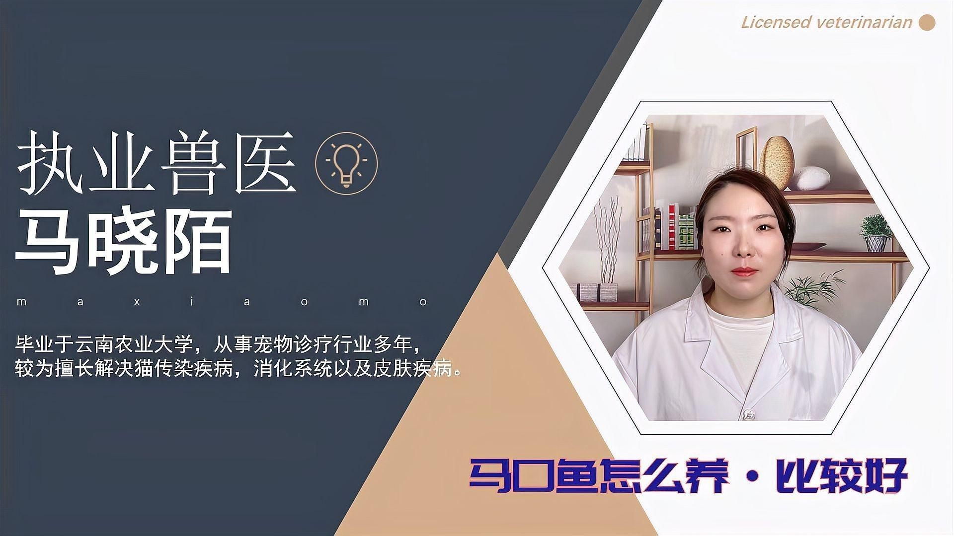 馬口魚魚缸怎么養【小羊老師培訓日記馬口魚魚缸養殖注意以下關鍵點】
