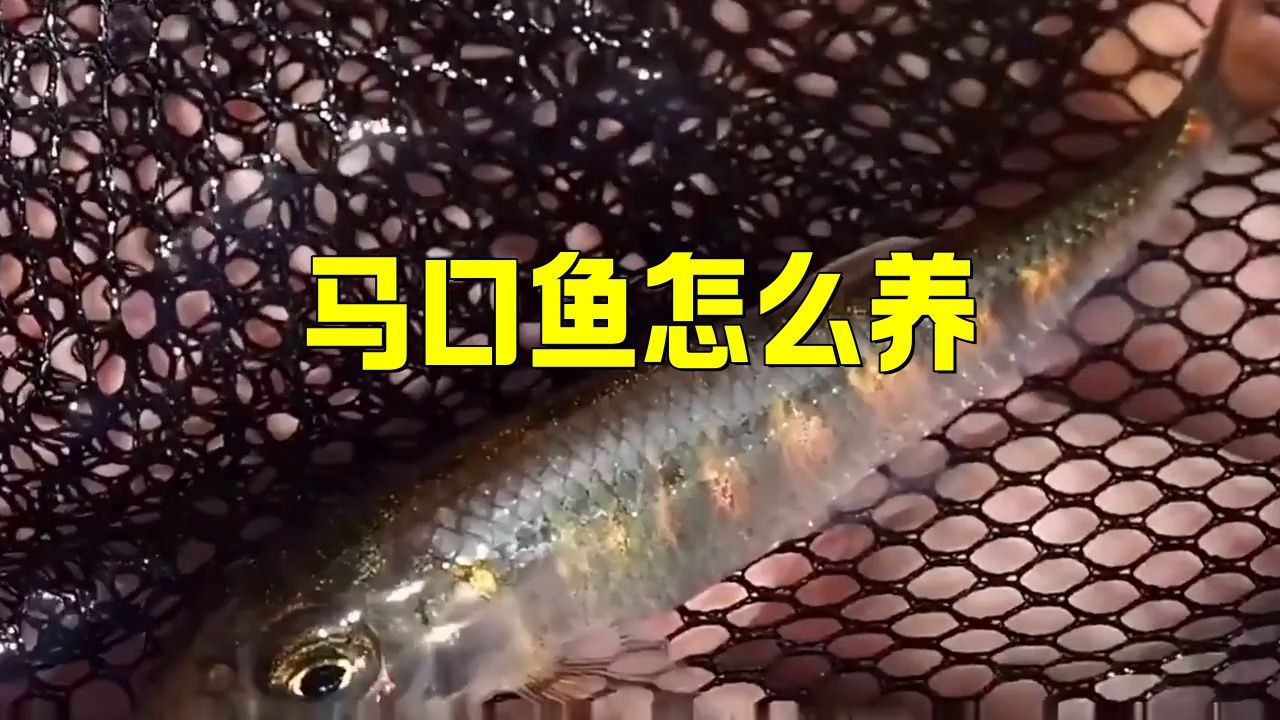 馬口魚魚缸怎么養【小羊老師培訓日記馬口魚魚缸養殖注意以下關鍵點】