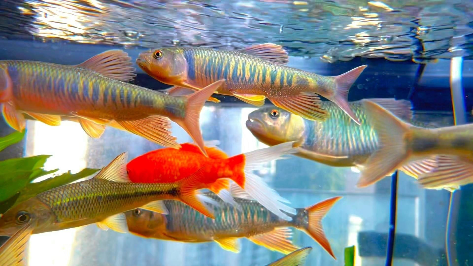 馬口魚魚缸怎么養【小羊老師培訓日記馬口魚魚缸養殖注意以下關鍵點】