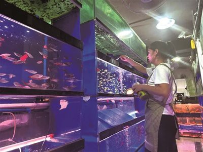 上城水族店【上城水族店哪家服務(wù)最好】
