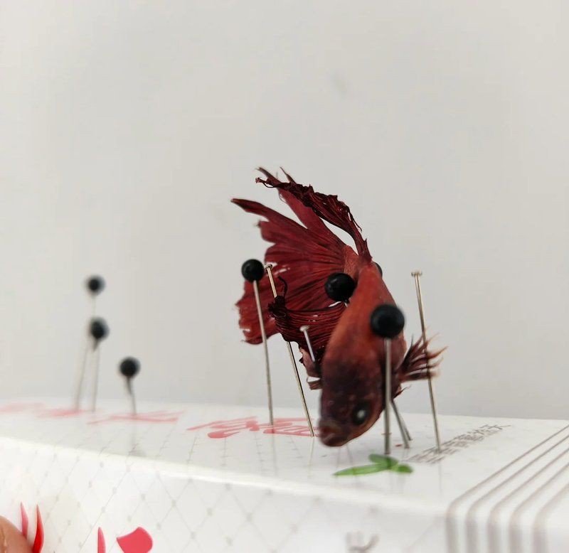 魚死了如何進行凈化儀式？【風水魚死亡后的正確處理方式及注意事項及注意事項】 魚死了如何進行凈化儀式？【風水魚死亡后的正確處理方式及注意事項及注意事項】 龍魚百科 第5張