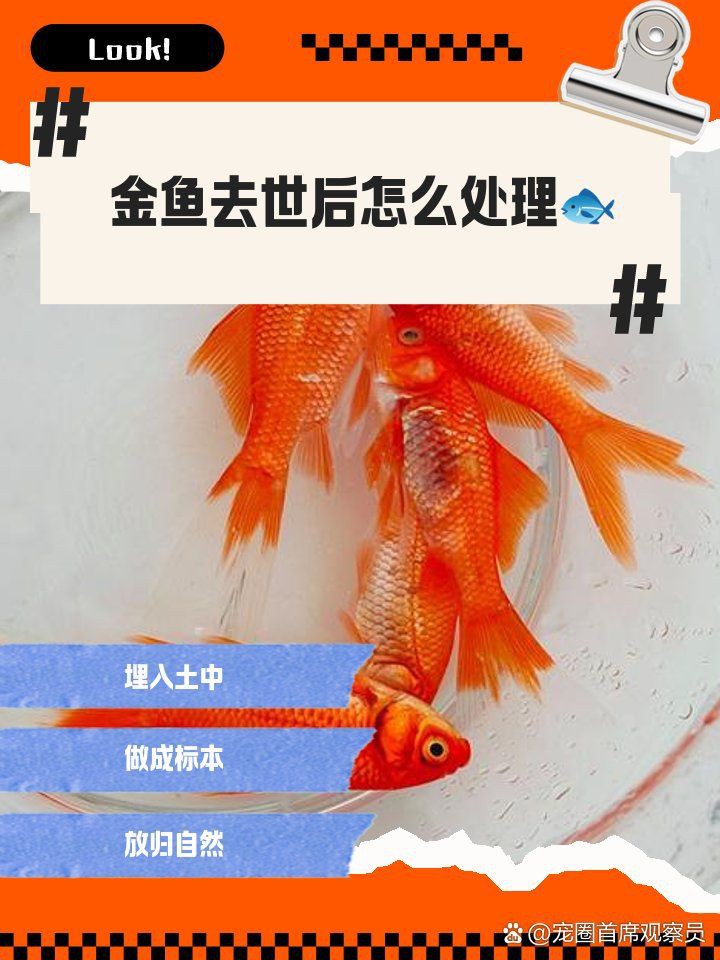 魚死了如何進行凈化儀式？【風水魚死亡后的正確處理方式及注意事項及注意事項】 魚死了如何進行凈化儀式？【風水魚死亡后的正確處理方式及注意事項及注意事項】 龍魚百科 第4張