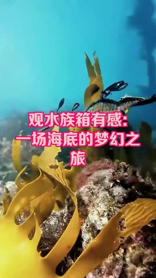 迪慶藏族自治州水族店【迪慶水軒水族館】