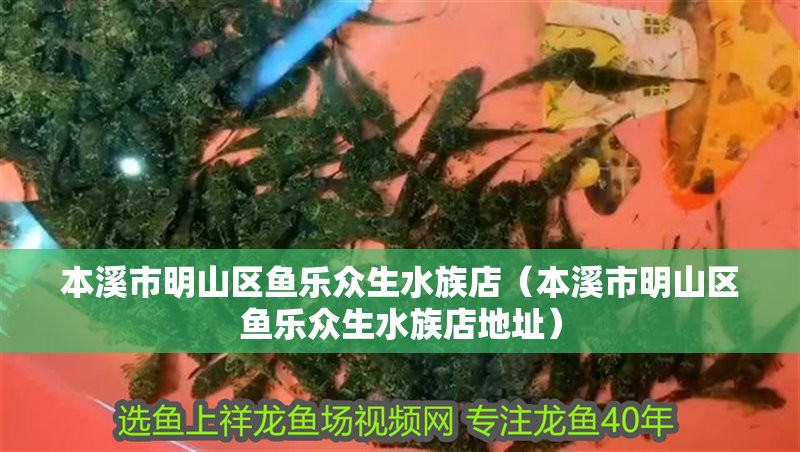 本溪龍魚店【本溪龍魚店具體地址是什么魚樂眾生水族店具體地址】