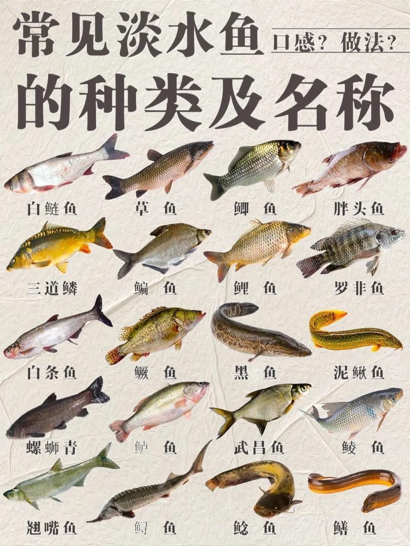 淡水魚種類大全圖片【《淡水魚種類大全圖片》全面展示豐富多樣的淡水魚類資源】