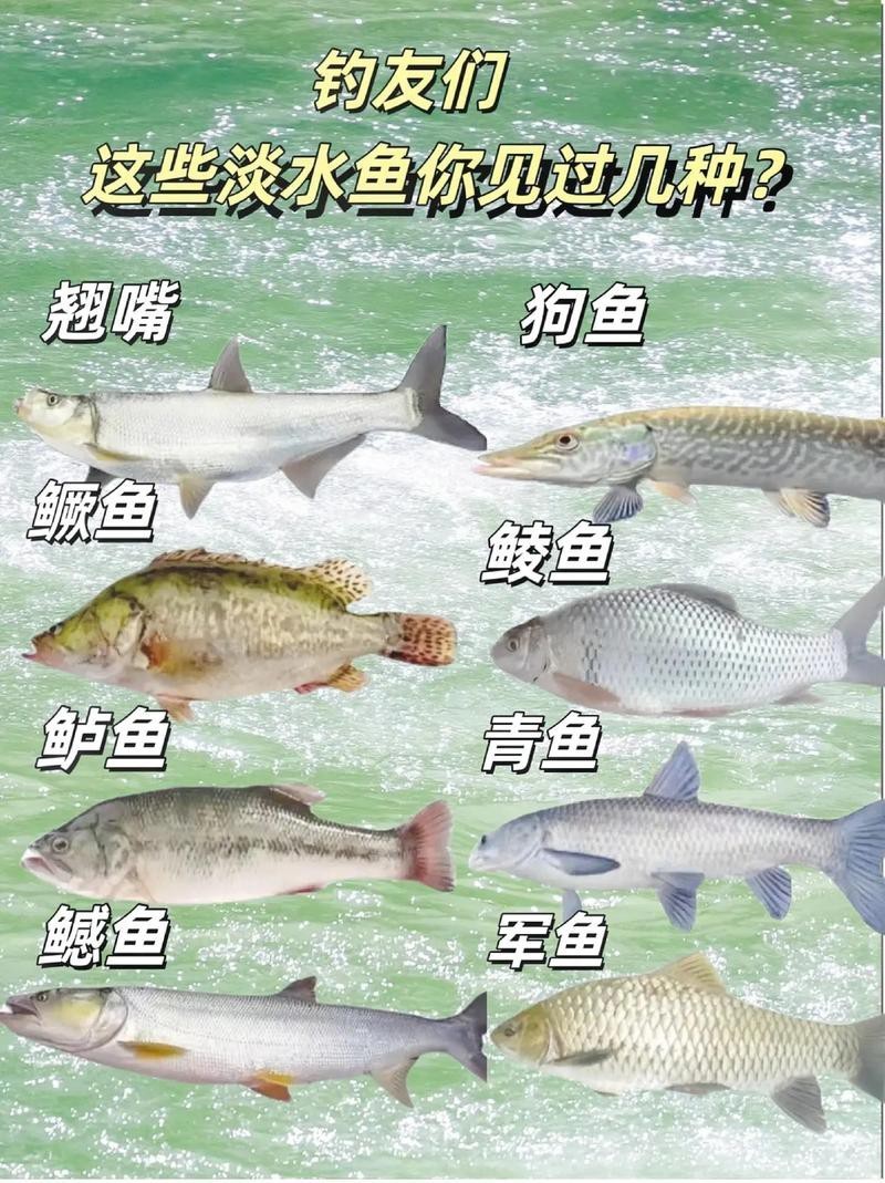淡水魚種類大全圖片【《淡水魚種類大全圖片》全面展示豐富多樣的淡水魚類資源】