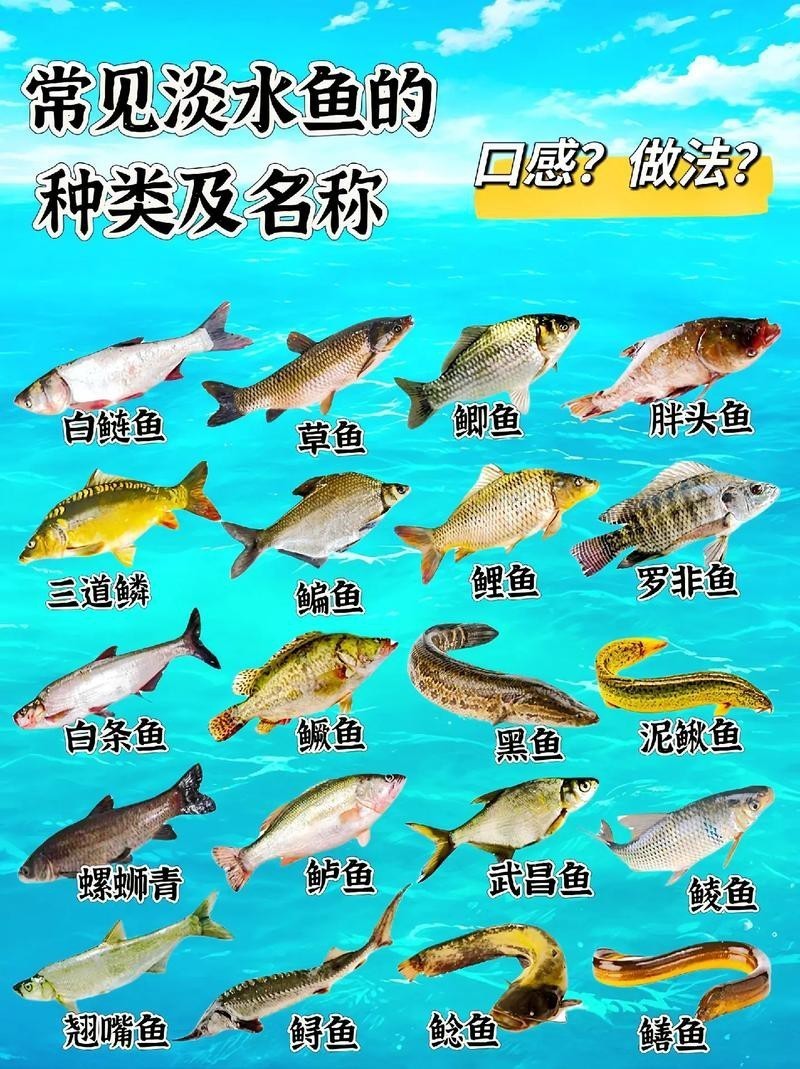 淡水魚種類大全圖片【《淡水魚種類大全圖片》全面展示豐富多樣的淡水魚類資源】