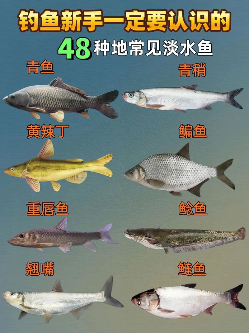淡水魚種類大全圖片【《淡水魚種類大全圖片》全面展示豐富多樣的淡水魚類資源】