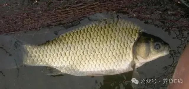 淡水魚種類大全圖片【《淡水魚種類大全圖片》全面展示豐富多樣的淡水魚類資源】