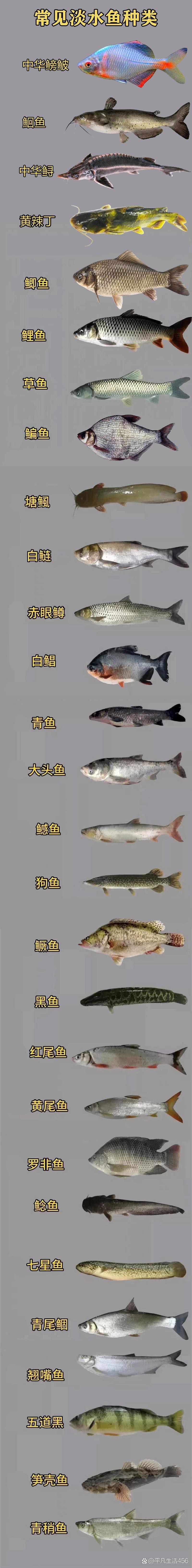 淡水魚種類大全圖片【《淡水魚種類大全圖片》全面展示豐富多樣的淡水魚類資源】
