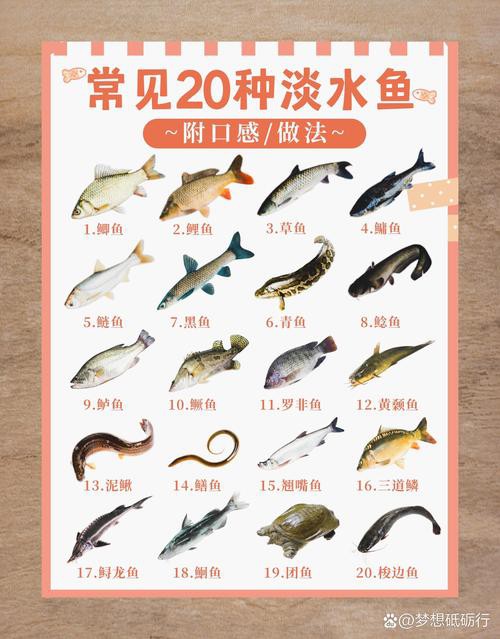 淡水魚種類大全圖片【《淡水魚種類大全圖片》全面展示豐富多樣的淡水魚類資源】