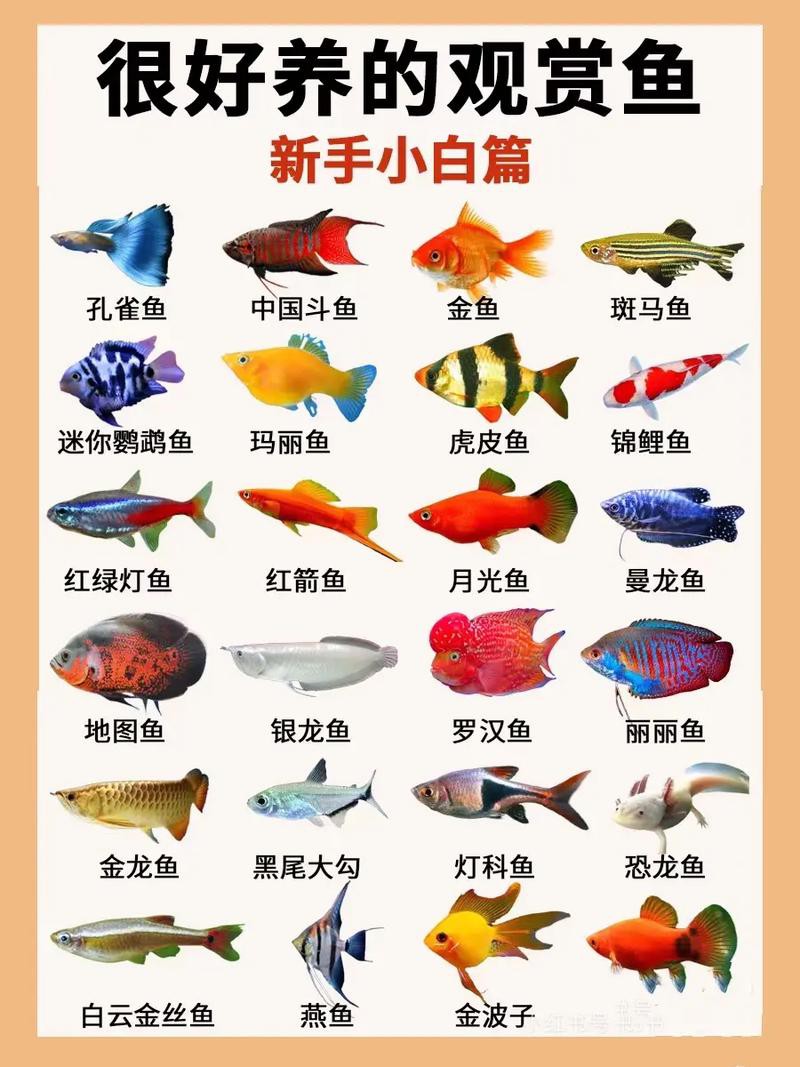 淡水魚種類大全圖片【《淡水魚種類大全圖片》全面展示豐富多樣的淡水魚類資源】