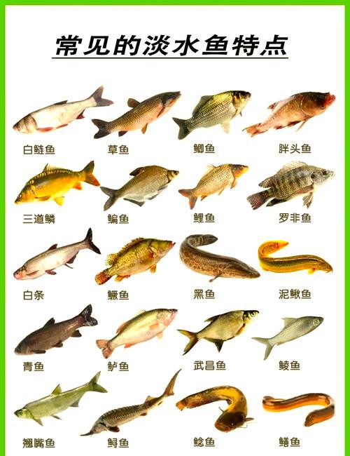 淡水魚種類大全圖片【《淡水魚種類大全圖片》全面展示豐富多樣的淡水魚類資源】