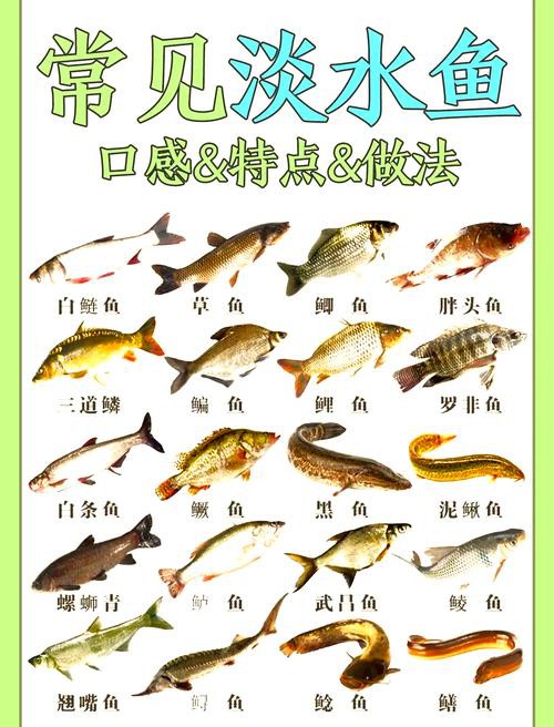 淡水魚種類大全圖片【《淡水魚種類大全圖片》全面展示豐富多樣的淡水魚類資源】