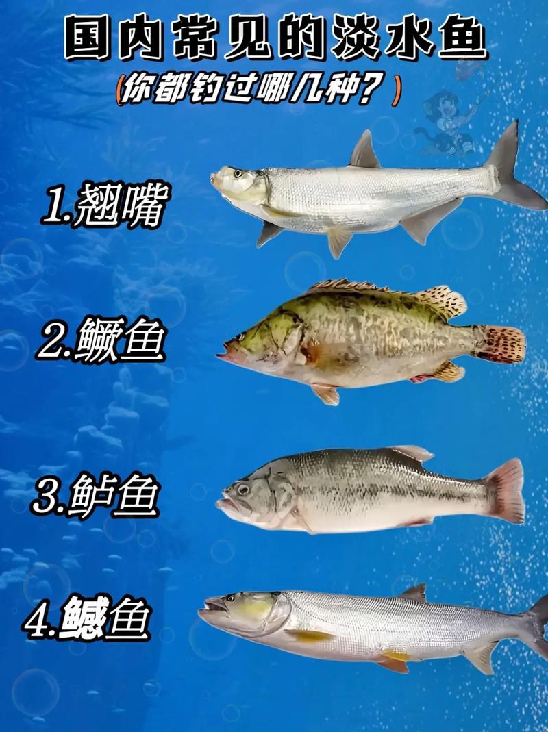淡水魚種類大全圖片【《淡水魚種類大全圖片》全面展示豐富多樣的淡水魚類資源】