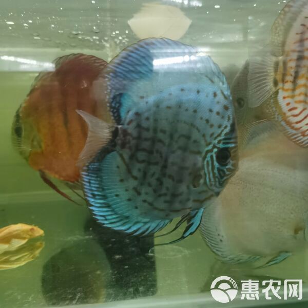 七彩魚的價格一般是多少【七彩神仙魚市場價格分析七彩神仙魚市場價格分析與選購指南】
