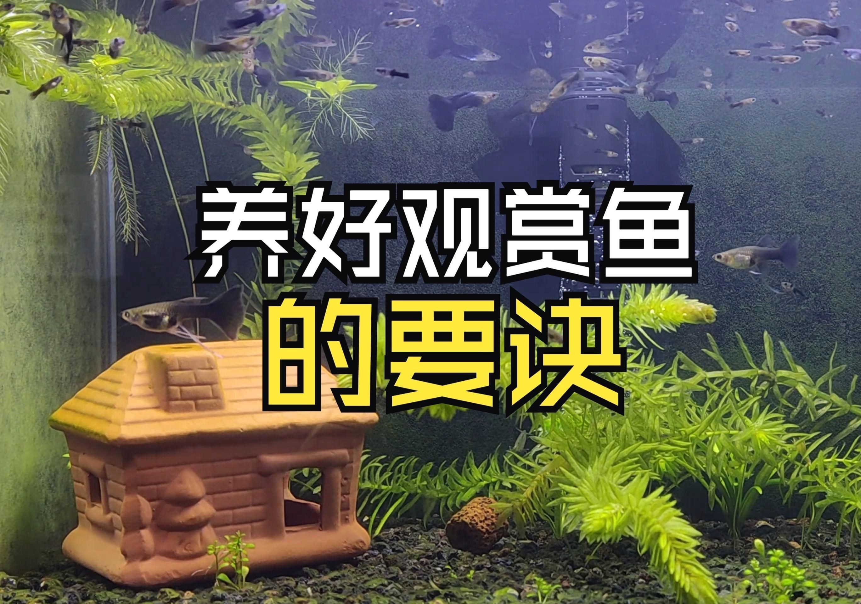 家庭養殖觀賞魚指南【《家庭養殖觀賞魚指南》】