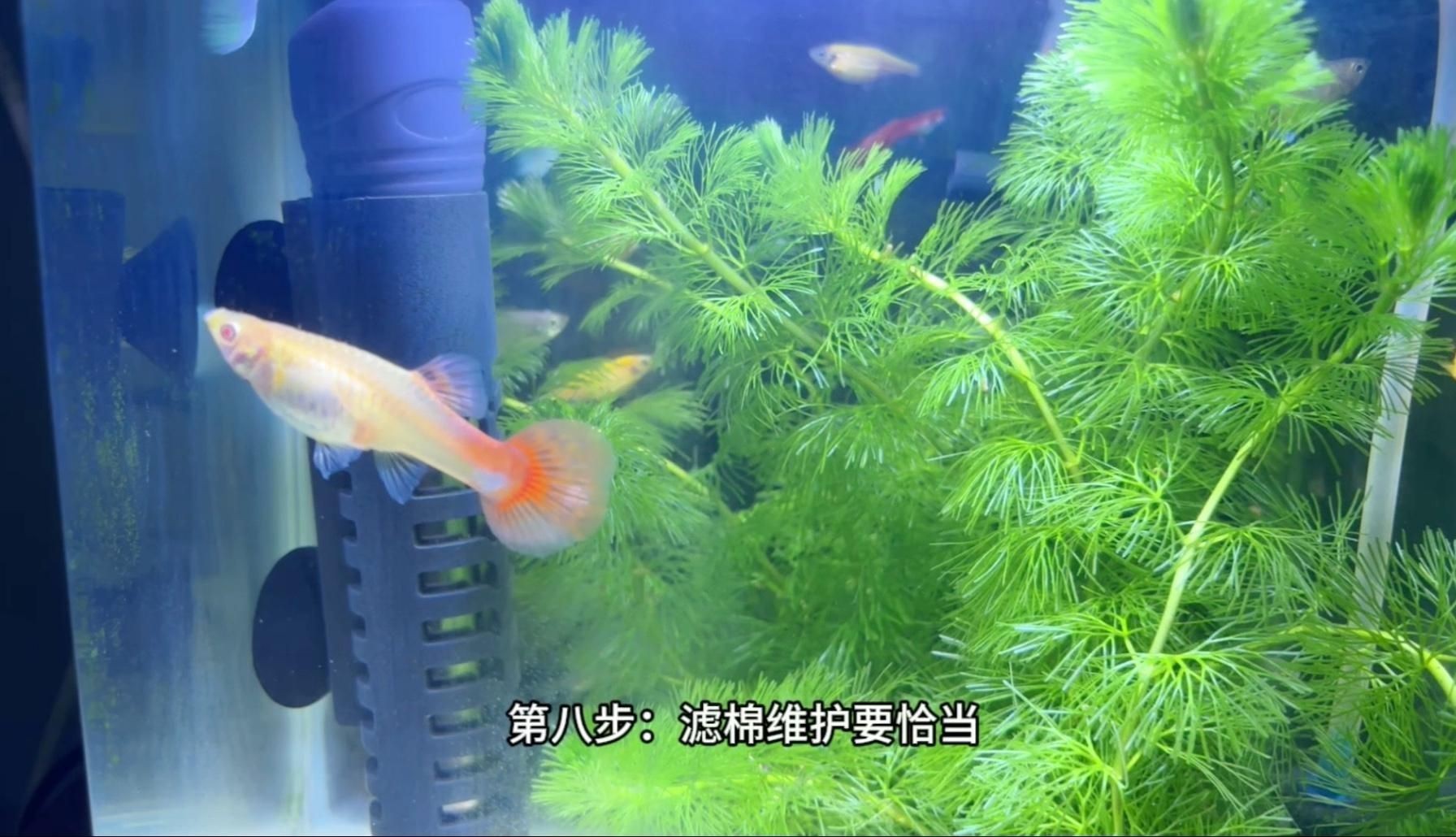 家庭養殖觀賞魚指南【《家庭養殖觀賞魚指南》】