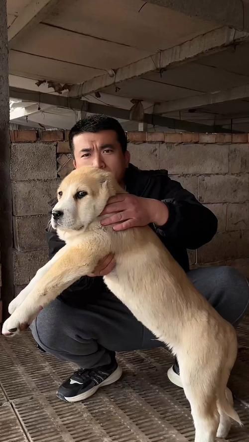 最純的中亞犬圖片【“最純的中亞犬圖片”聚焦于展現(xiàn)這一古老犬種的獨特魅力】