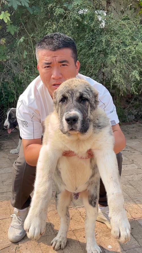 最純的中亞犬圖片【“最純的中亞犬圖片”聚焦于展現(xiàn)這一古老犬種的獨特魅力】