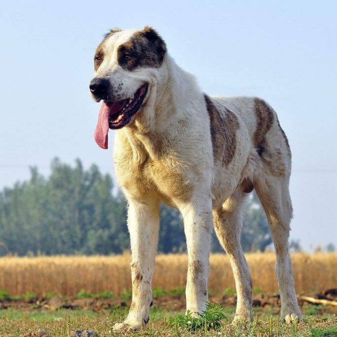最純的中亞犬圖片【“最純的中亞犬圖片”聚焦于展現(xiàn)這一古老犬種的獨特魅力】