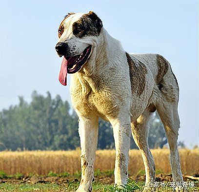 最純的中亞犬圖片【“最純的中亞犬圖片”聚焦于展現(xiàn)這一古老犬種的獨特魅力】