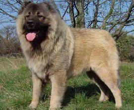 最純的中亞犬圖片【“最純的中亞犬圖片”聚焦于展現(xiàn)這一古老犬種的獨特魅力】