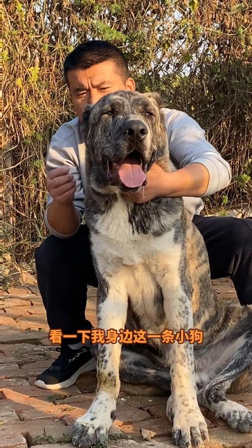最純的中亞犬圖片【“最純的中亞犬圖片”聚焦于展現(xiàn)這一古老犬種的獨特魅力】