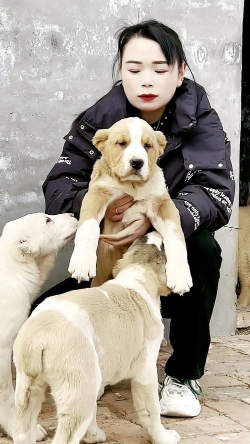 最純的中亞犬圖片【“最純的中亞犬圖片”聚焦于展現(xiàn)這一古老犬種的獨特魅力】