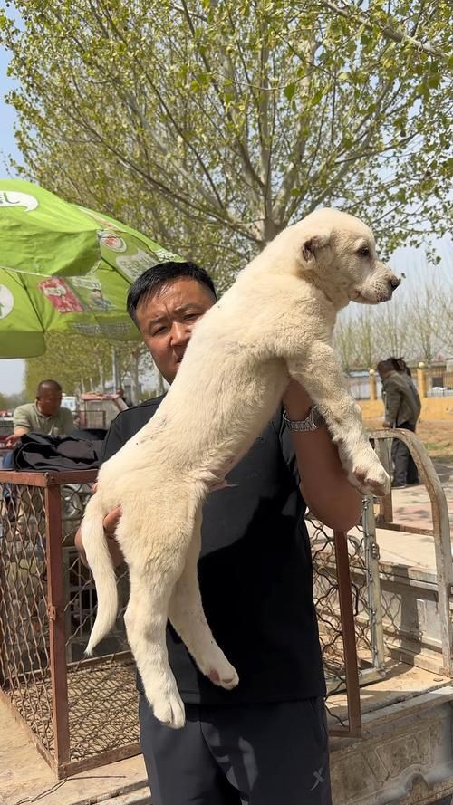 最純的中亞犬圖片【“最純的中亞犬圖片”聚焦于展現(xiàn)這一古老犬種的獨特魅力】