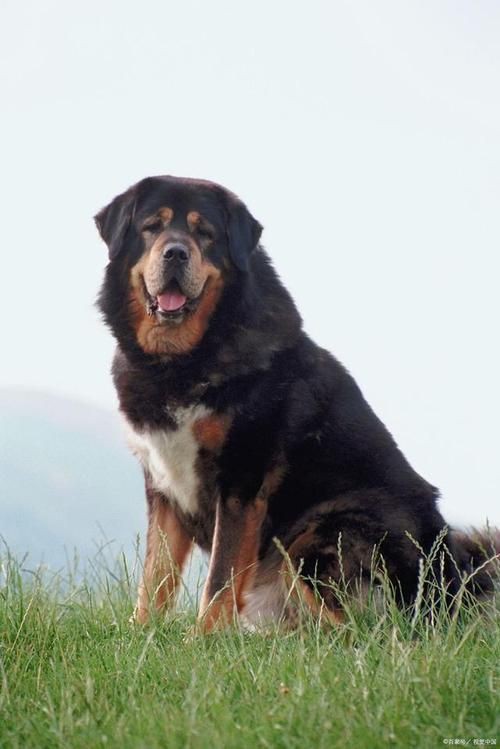 最純的中亞犬圖片【“最純的中亞犬圖片”聚焦于展現(xiàn)這一古老犬種的獨特魅力】