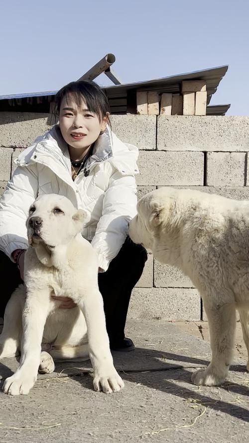 最純的中亞犬圖片【“最純的中亞犬圖片”聚焦于展現(xiàn)這一古老犬種的獨特魅力】