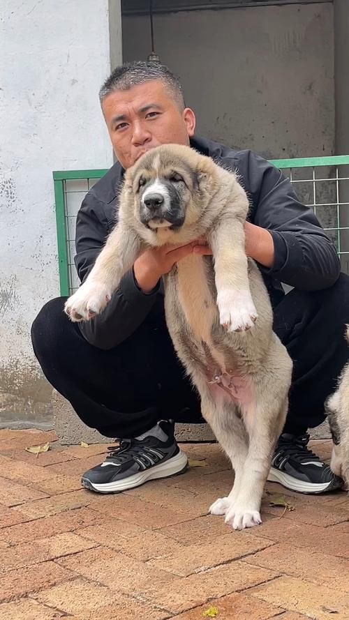 最純的中亞犬圖片【“最純的中亞犬圖片”聚焦于展現(xiàn)這一古老犬種的獨特魅力】