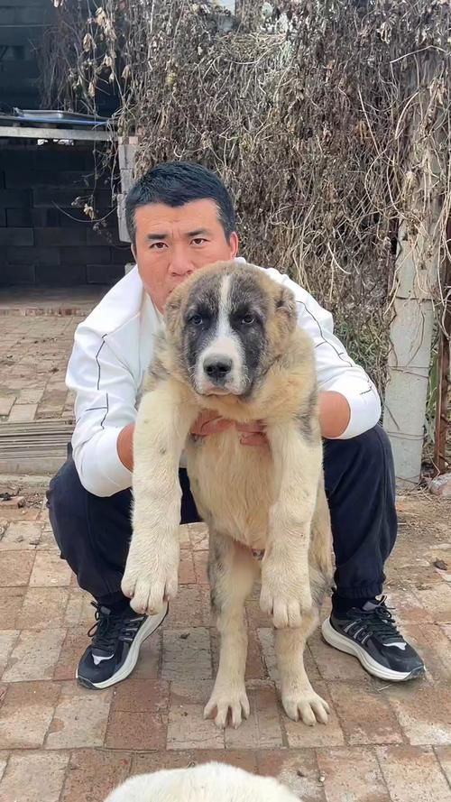 最純的中亞犬圖片【“最純的中亞犬圖片”聚焦于展現(xiàn)這一古老犬種的獨特魅力】