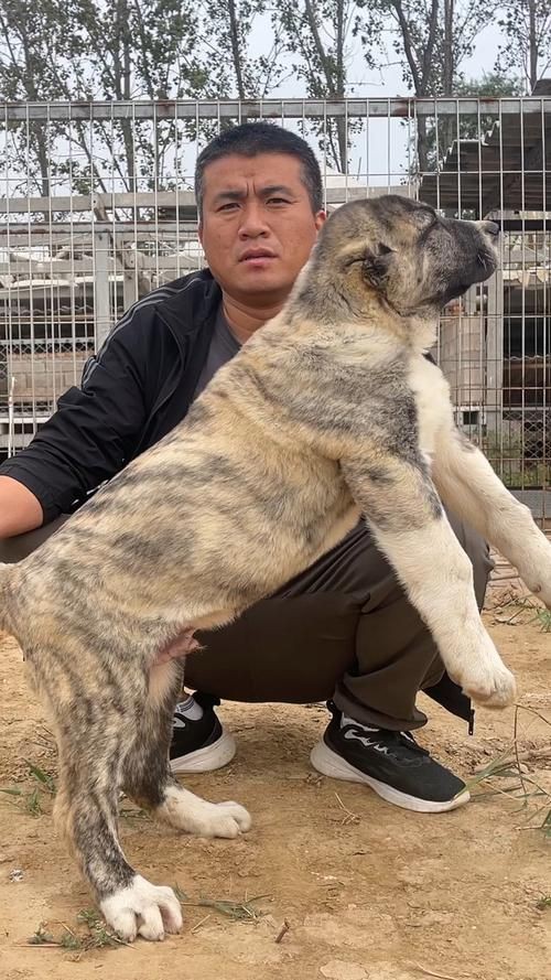 最純的中亞犬圖片【“最純的中亞犬圖片”聚焦于展現(xiàn)這一古老犬種的獨特魅力】