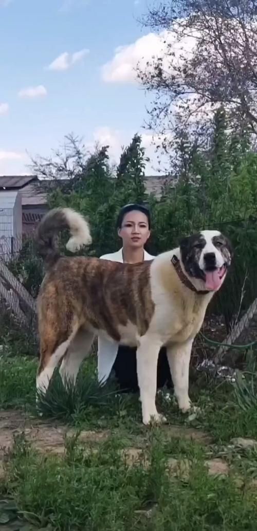 最純的中亞犬圖片【“最純的中亞犬圖片”聚焦于展現(xiàn)這一古老犬種的獨特魅力】