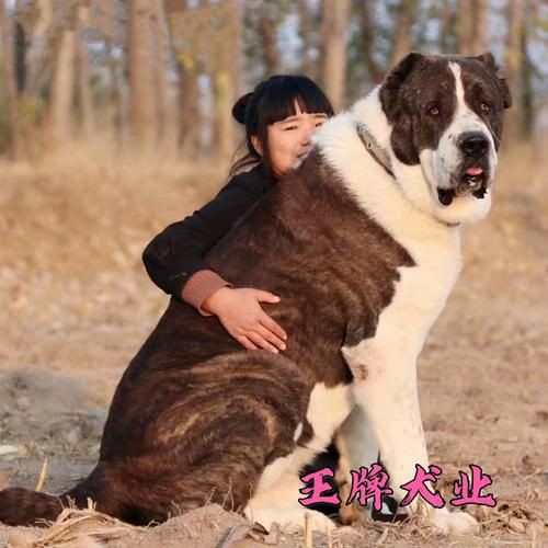 最純的中亞犬圖片【“最純的中亞犬圖片”聚焦于展現(xiàn)這一古老犬種的獨特魅力】